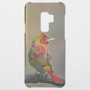 Scarlet Tanager Molting - Original Photograph Uncommon Samsung Galaxy S9 Plus Case