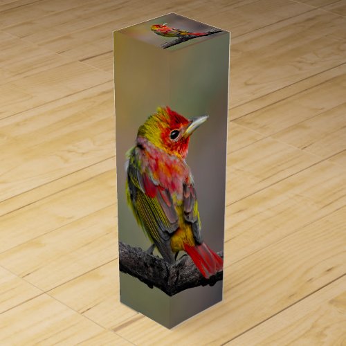 Scarlet Tanager Molting _ Original Photograph Wine Box