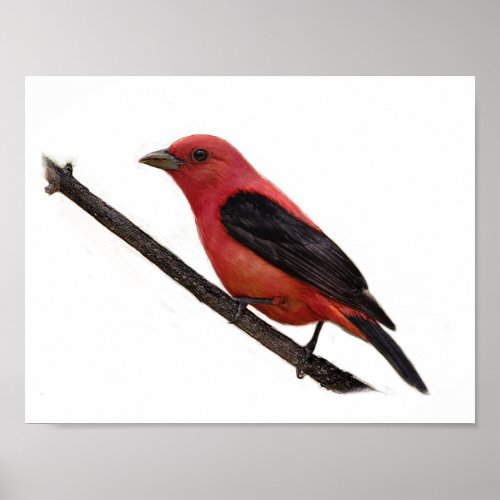 Scarlet Tanager on Branch Poster