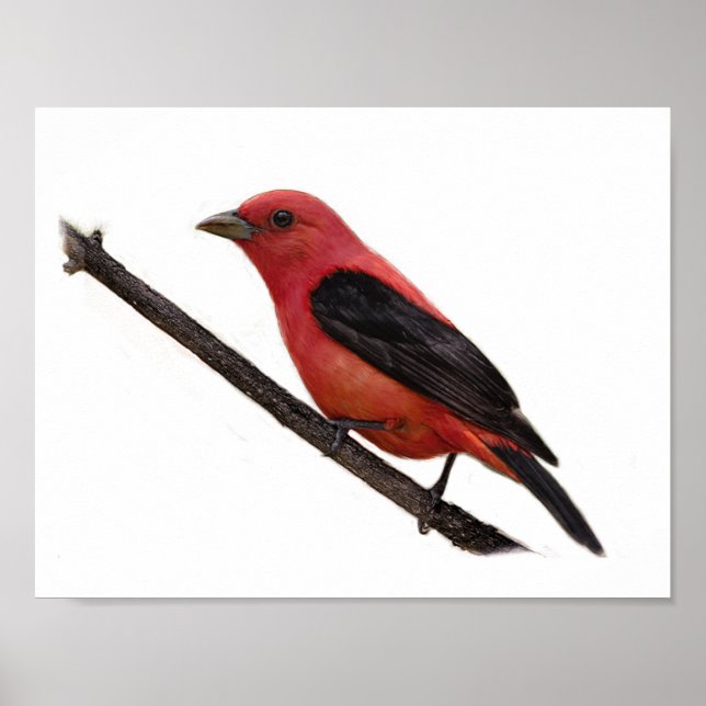 Scarlet Tanager on Branch Poster (Front)