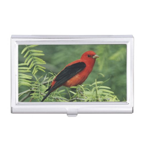 Scarlet Tanager Piranga olivaceamale on Business Card Case