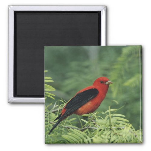 Scarlet Tanager Piranga olivaceamale on Magnet