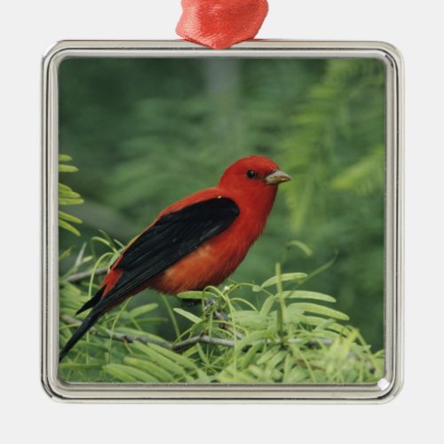 Scarlet Tanager Piranga olivaceamale on Metal Ornament