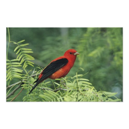 Scarlet Tanager Piranga olivaceamale on Photo Print