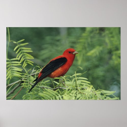 Scarlet Tanager Piranga olivaceamale on Poster