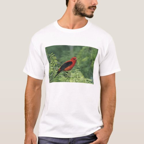 Scarlet Tanager Piranga olivaceamale on T_Shirt