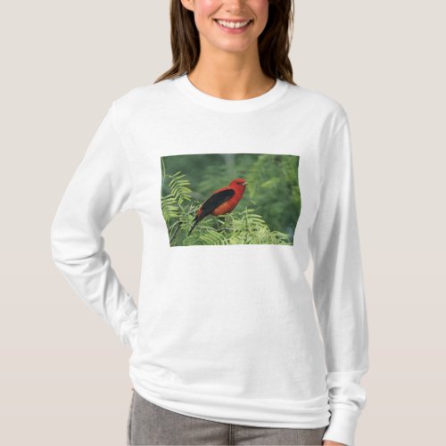 Scarlet Tanager Piranga olivaceamale on T_Shirt