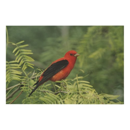 Scarlet Tanager Piranga olivaceamale on Wood Wall Art