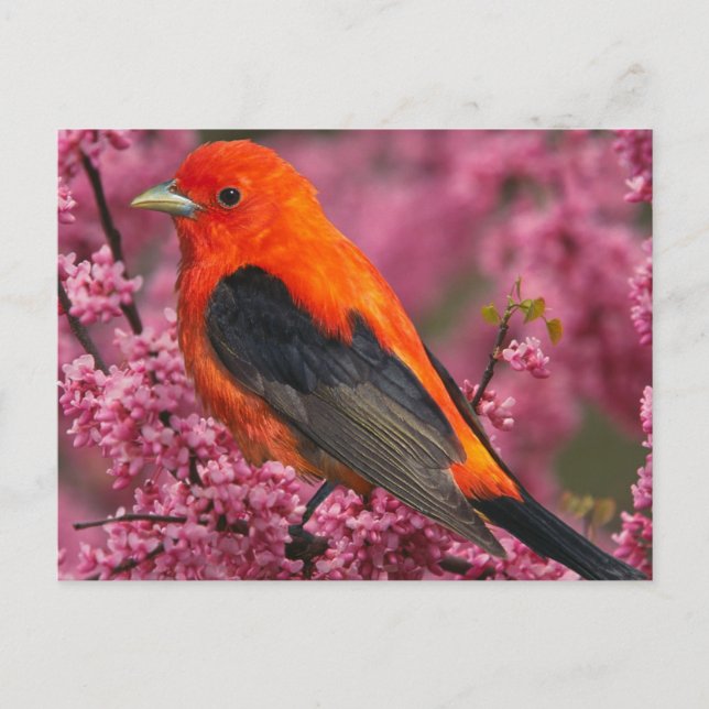 Scarlet Tanager (Piranga olivacea) Postcard (Front)