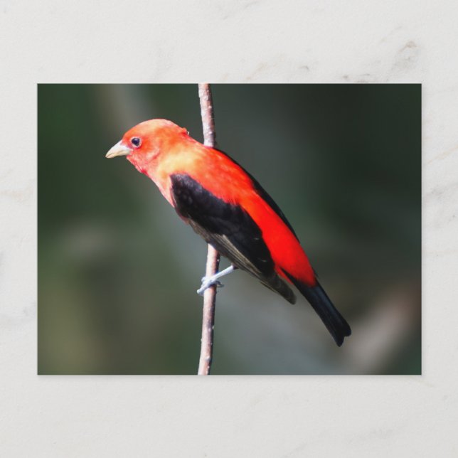Scarlet Tanager Postcard (Front)