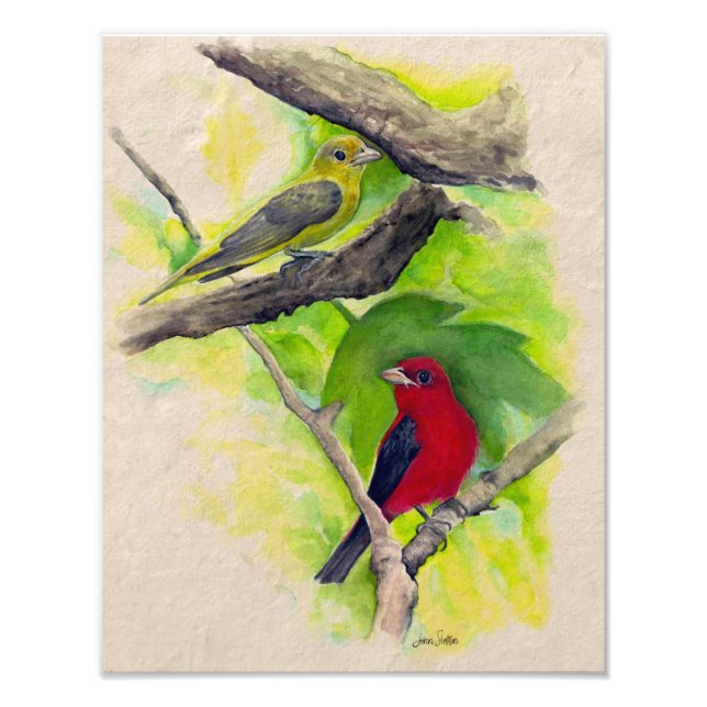 Scarlet Tanagers Birds Watercolor Photo Print (Front)