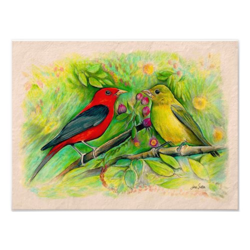 Scarlet Tanagers Watercolor Colored Pencil Drawing Photo Print