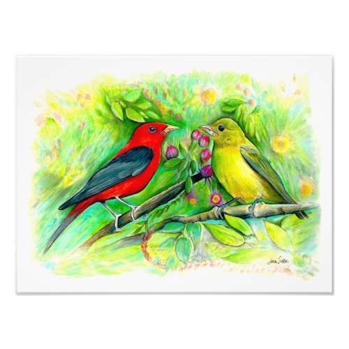 Scarlet Tanagers Watercolor Colored Pencil Drawing Photo Print