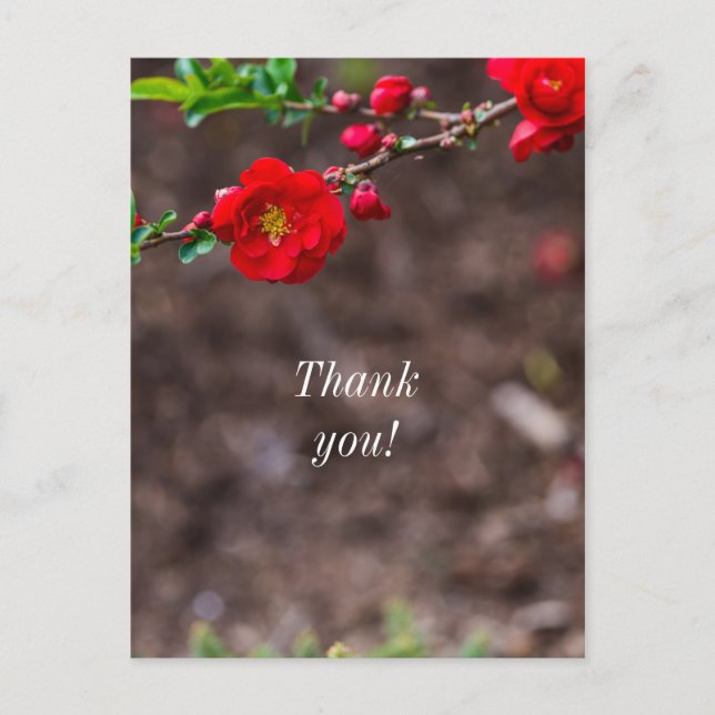 Scarlet Top Thank you Postcard (Front)