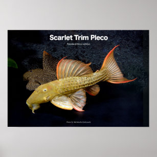 Scarlet Trim Pleco のポスター Poster