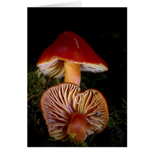Scarlet Waxcap Mushroom Cards (Front)