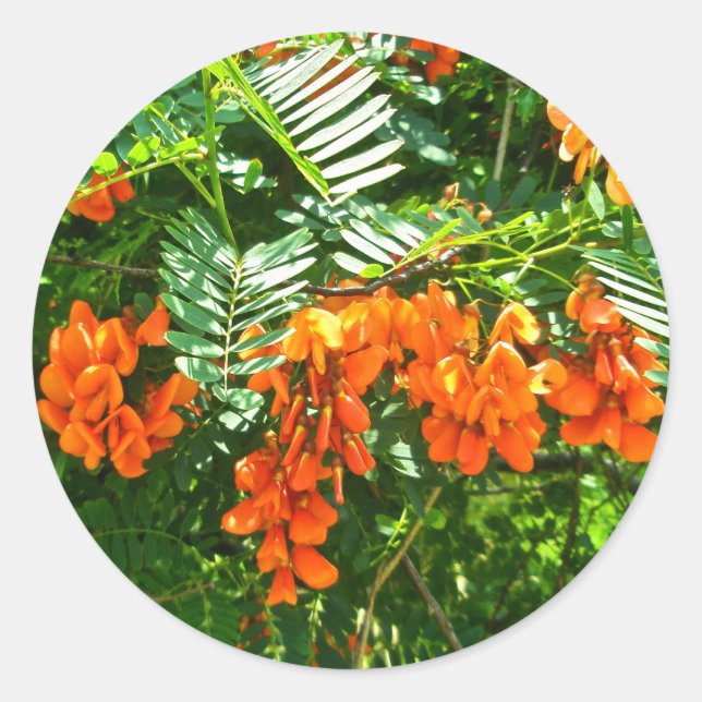 Scarlet Wisteria (Sesbania punicea) OBX Sticker (Front)