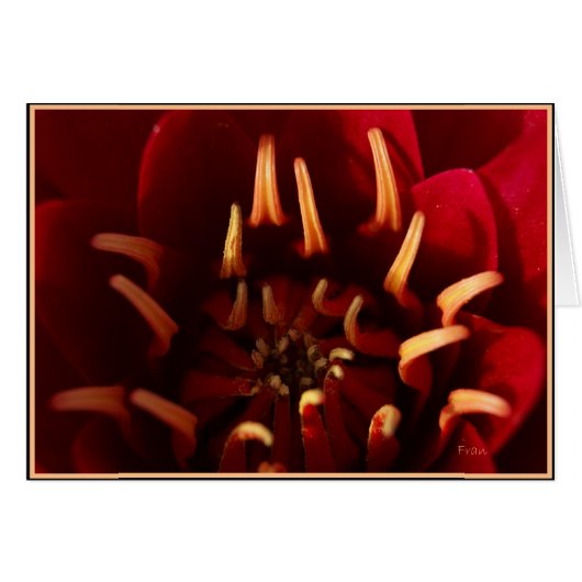 scarlett core (Front Horizontal)