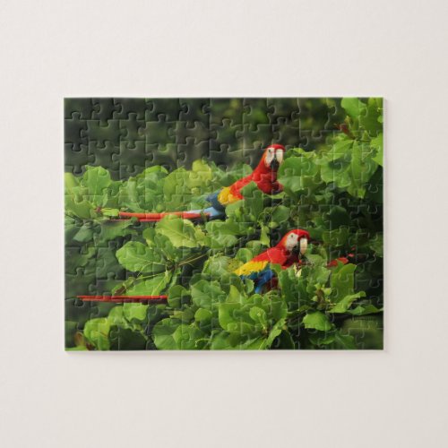Scarlett Macaws in Almond tree Jigsaw Puzzle