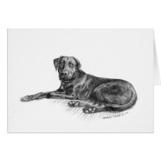 Scarlett the black lab. (Front Horizontal)