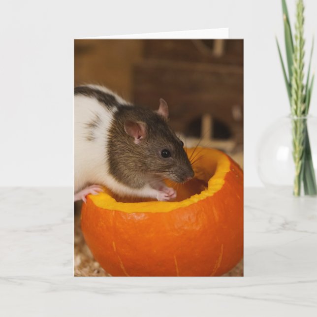 scary Black Hooded rat eating pumpkin seeds Card (Front)
