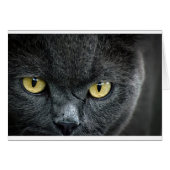 Scary Cat Eyes (Front Horizontal)