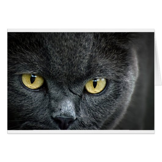 Scary Cat Eyes Cards (Front Horizontal)