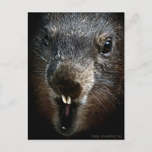 Scary Groundhog Day Postcard