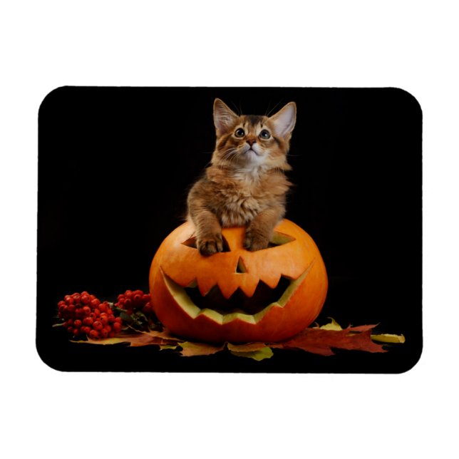 Scary Halloween Pumpkin And Somali Kitten Magnet (Horizontal)