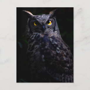 Scary owl Halloween Postcard