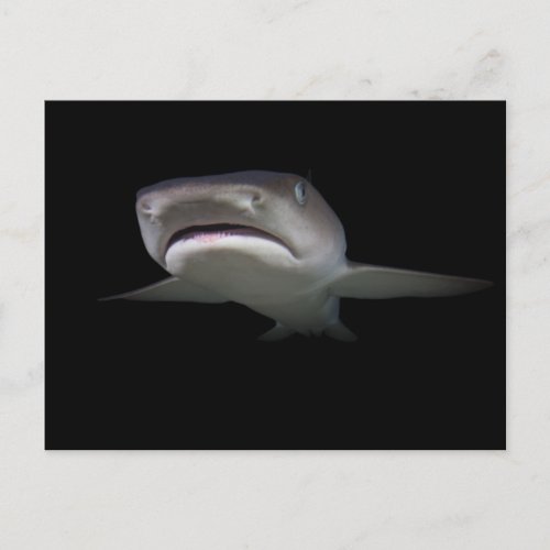 Scary Shark Deep Underwater At Night _ Marine Life Postcard