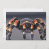 Scary Tarantula spider (Front)