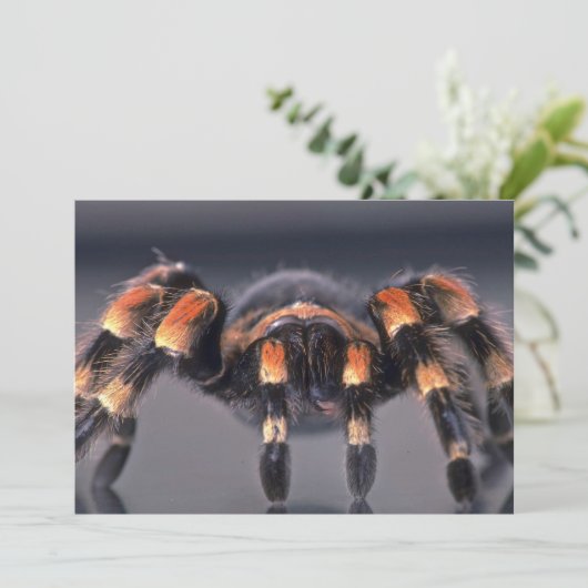 Scary Tarantula spider (Standing Front)