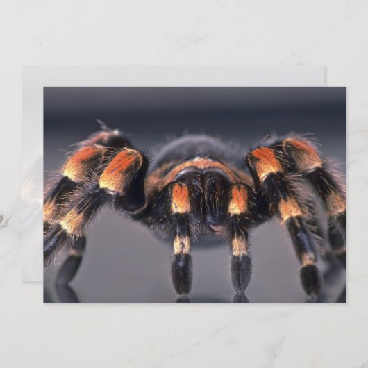 Scary Tarantula spider (Front/Back)