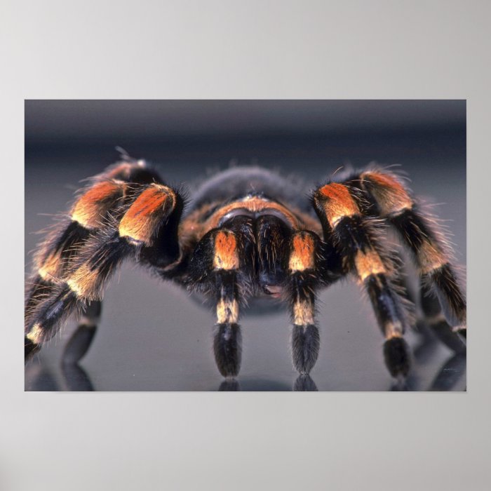 Scary Tarantula spider Posters