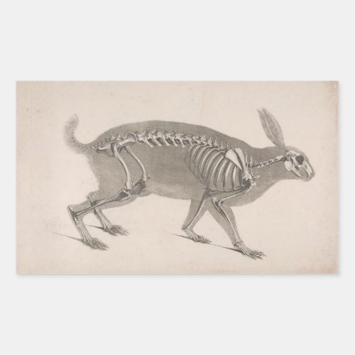 Scary vintage bunny skeleton rectangular sticker