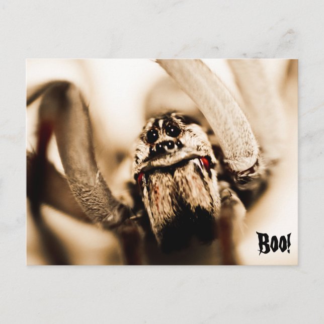 Scary Wolf Spider Postcard (Front)
