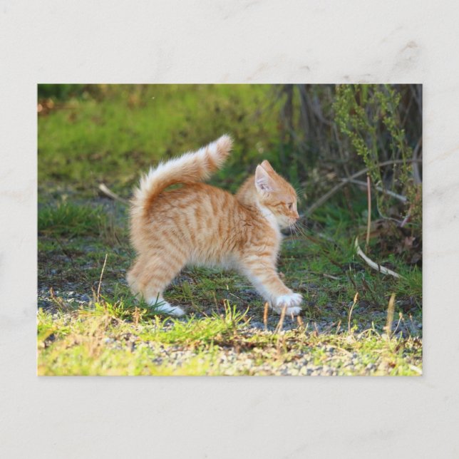 Scarycat Postcard (Front)