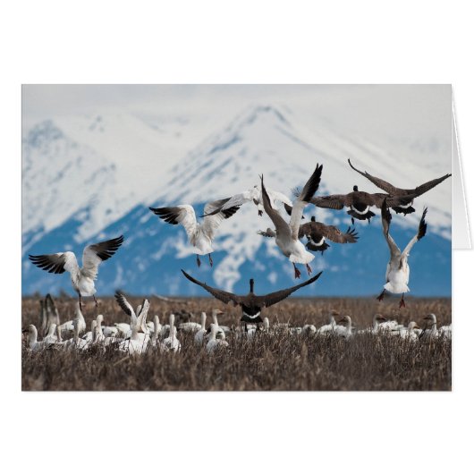 Scattering Geese (Front Horizontal)