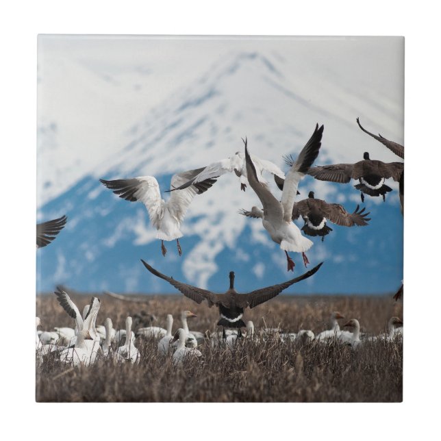 Scattering Geese Ceramic Tile (Front)
