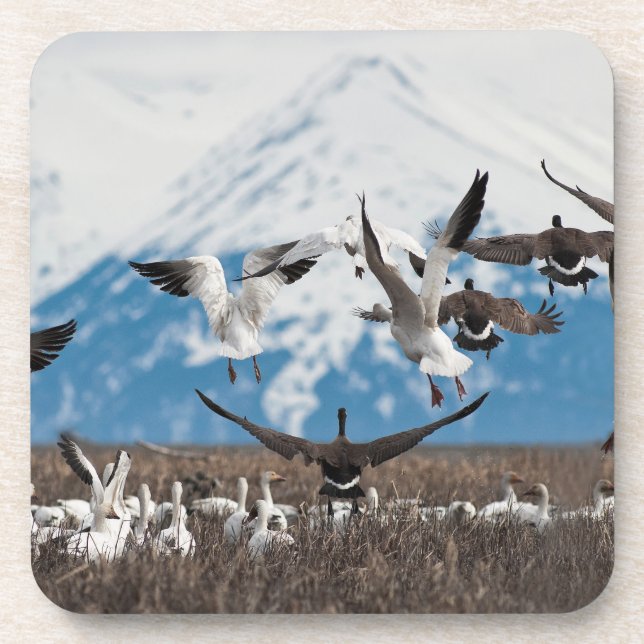 Scattering Geese Drink Coaster (Front)