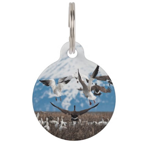 Scattering Geese Pet ID Tag