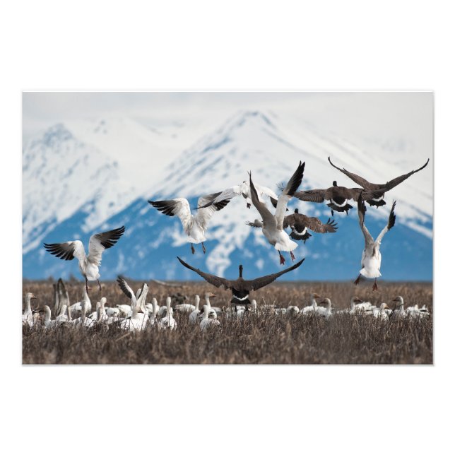 Scattering Geese Photo Print (Front)