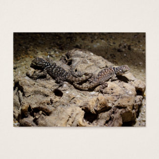 Sceloporus cyanogenys