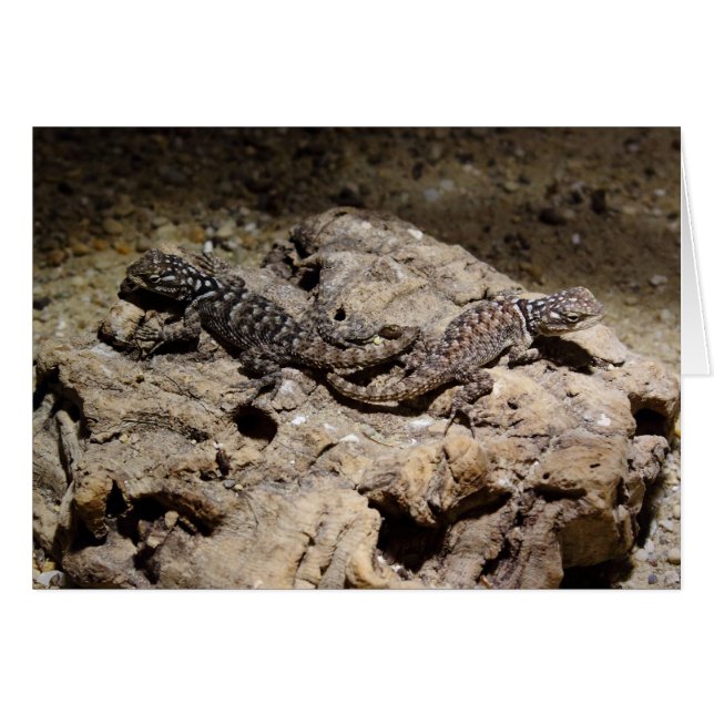 Sceloporus cyanogenys cards (Front Horizontal)