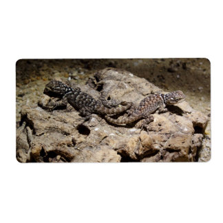 Sceloporus cyanogenys label