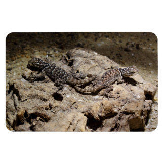 Sceloporus cyanogenys magnet