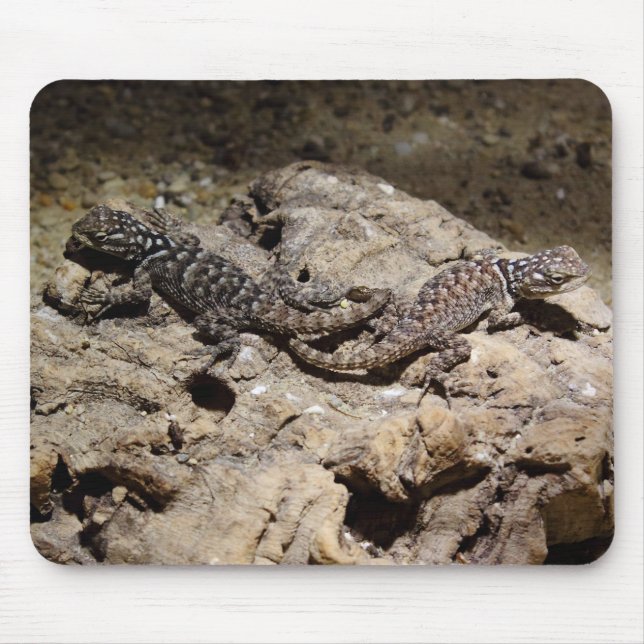 Sceloporus cyanogenys mouse pad (Front)
