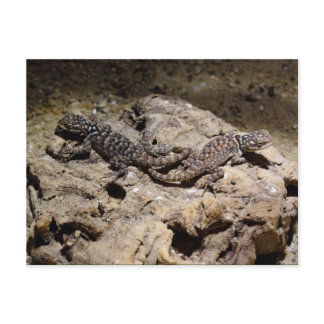 Sceloporus cyanogenys postcard