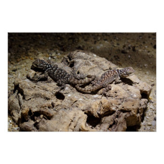 Sceloporus cyanogenys poster